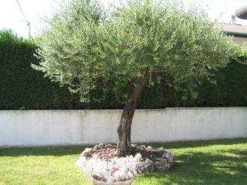 Appartamento Spinea - Altre fotografie