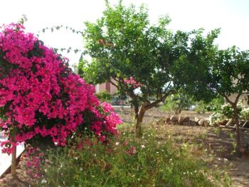 Isole Eolie Magnifica Villa Vista Mare - Giardino