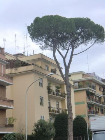Appartamento affitto Roma - Altre fotografie