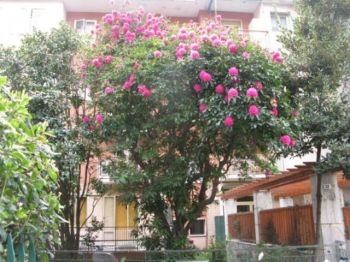 Appartamento arredato con terrazzo Nervi - quinto al mare - Altre fotografie