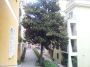 Trilocale con terrazzo Monteverde, gianicolense