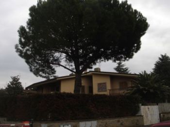 Villa con terrazzo e giardino Nuovo salario, prati fiscali, monte sacro, talenti, vigne nuove - Altre fotografie