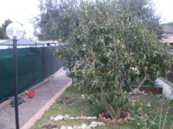 Casa arredata con giardino Infernetto, axa, casal palocco, madonnetta a roma - Altre fotografie