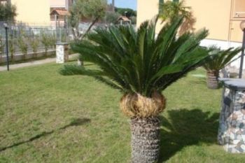 Trilocale nuova costruzione con piscina - Altre fotografie
