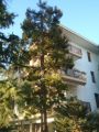 Appartamento arredato con balcone Pino Torinese
