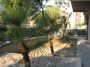 Appartamento con giardino Roma