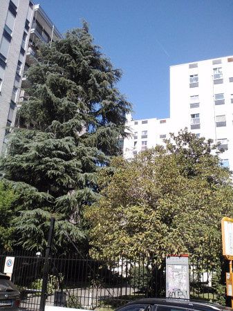 Imagen Appartamento arredato Affori, bovisa, niguarda, testi