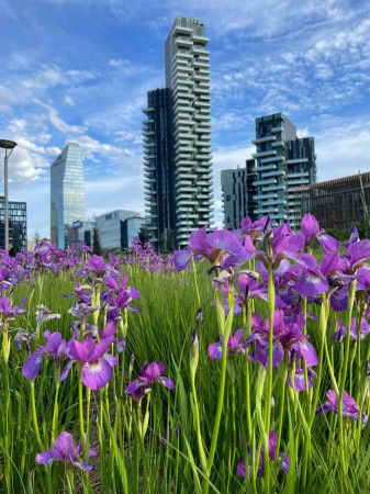 Imagen Appartamento arredata Garibaldi, isola, maciachini, monumentale
